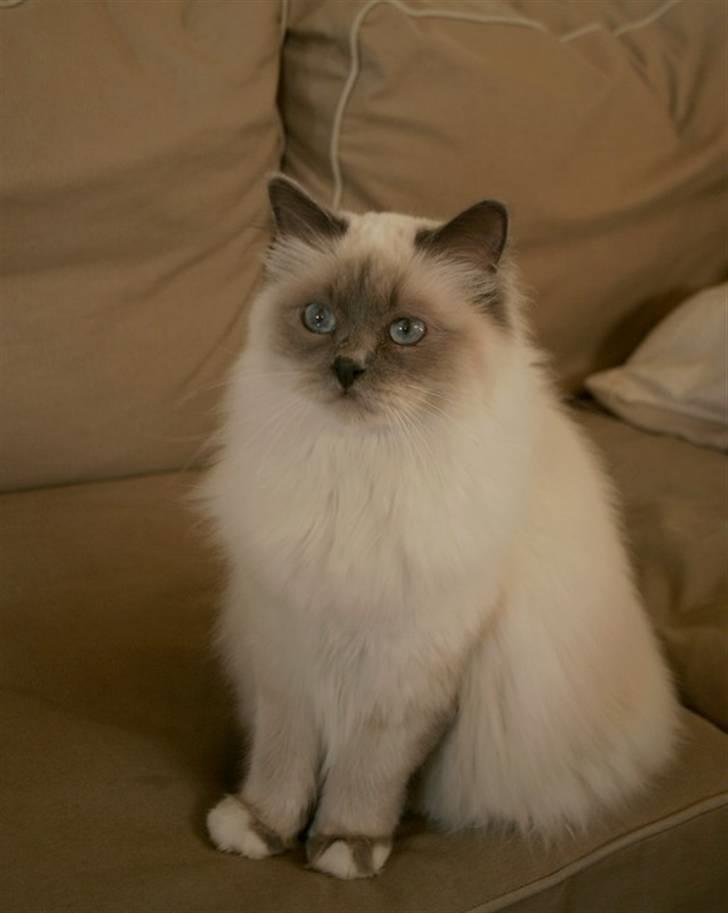 Hellig Birma Khin-Mya's Saroya billede 4