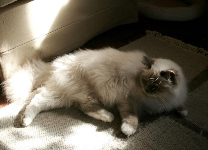 Hellig Birma Khin-Mya's Saroya billede 5