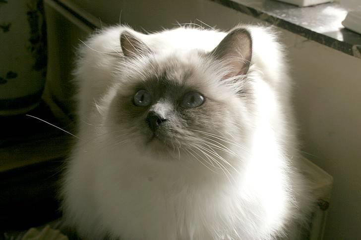 Hellig Birma Khin-Mya's Saroya billede 6