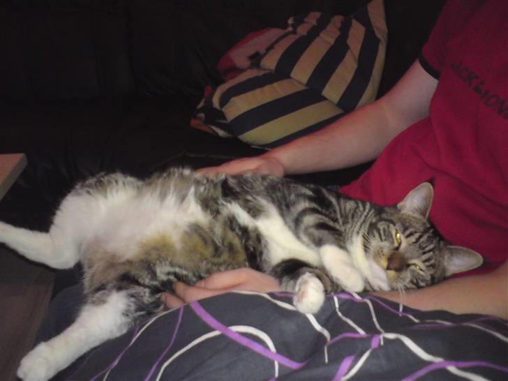 Blanding af racer bella - ligger lige i far arme og nyder livet lidt billede 1