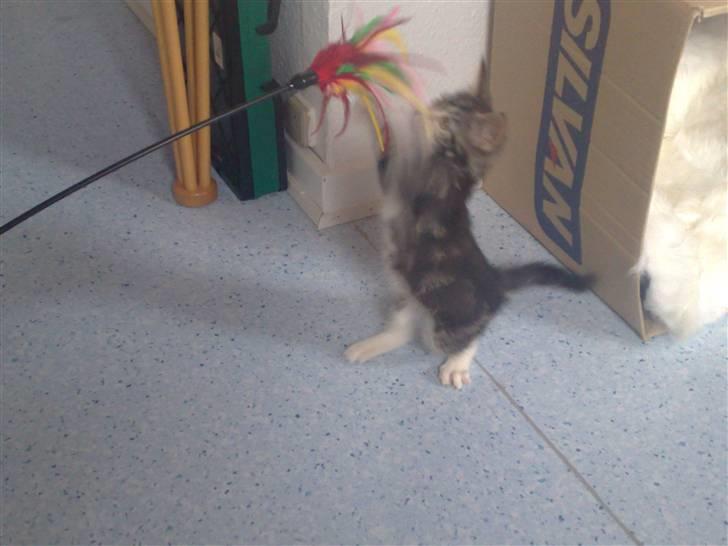 Blanding af racer bella - leger med min pind m fjer billede 2