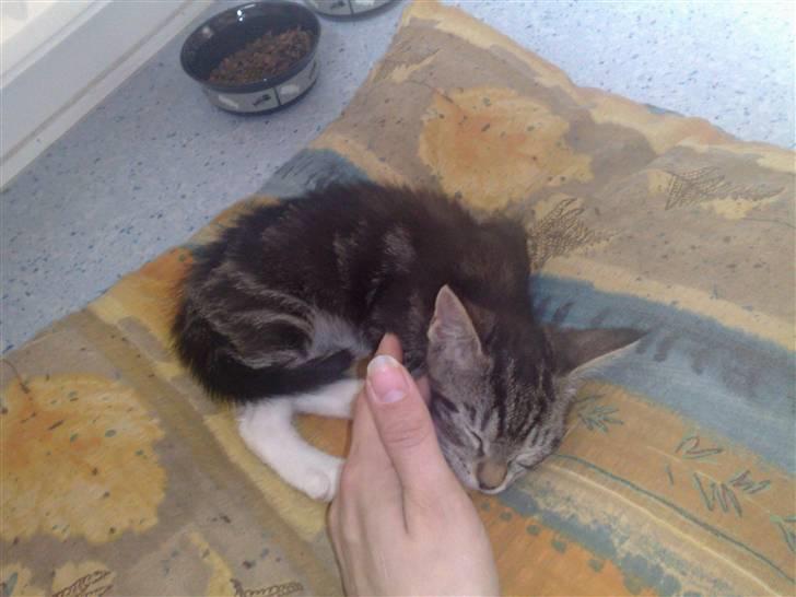 Blanding af racer bella - det var den da vi fik hinde hjem.... billede 3