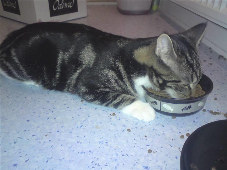 Blanding af racer bella - lidt dovn har man vel lov at være en gang i mellem billede 4