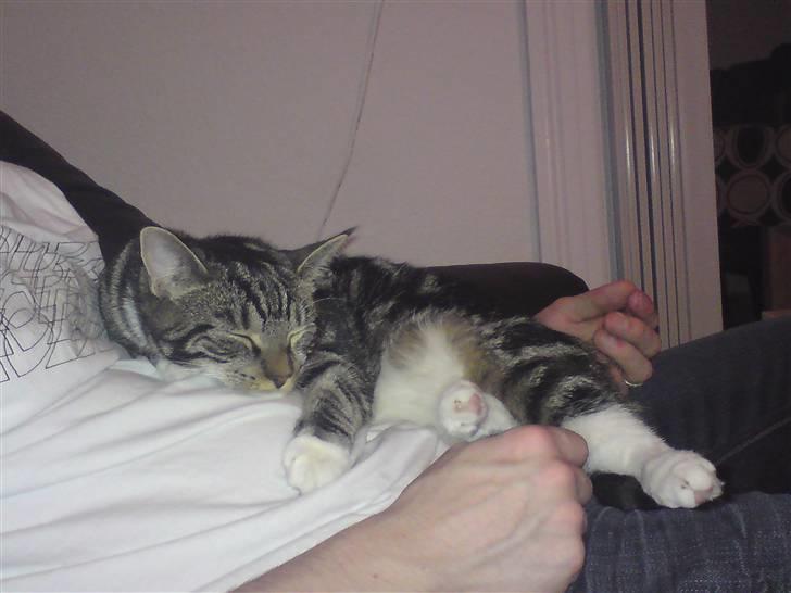 Blanding af racer bella - ligger lige på fars mave og sover lidt billede 5