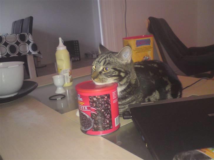 Blanding af racer bella - tager lige en slapper billede 6