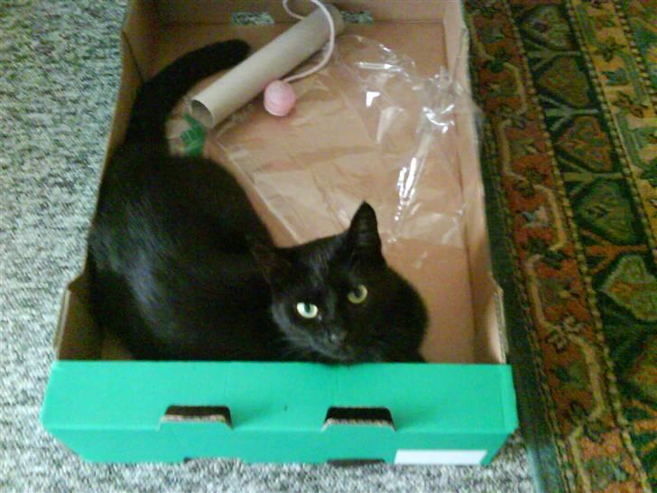 Huskat pjuske *R.I.P* - det min kasse og du vover bare at røer den :) billede 9