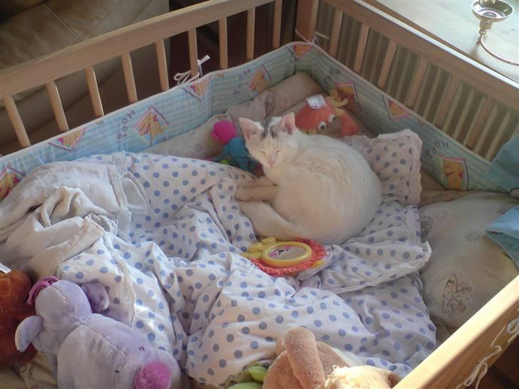 Blanding af racer Minnie - Låner lige kravlegåren billede 14