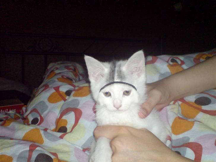 Blanding af racer Minnie billede 15