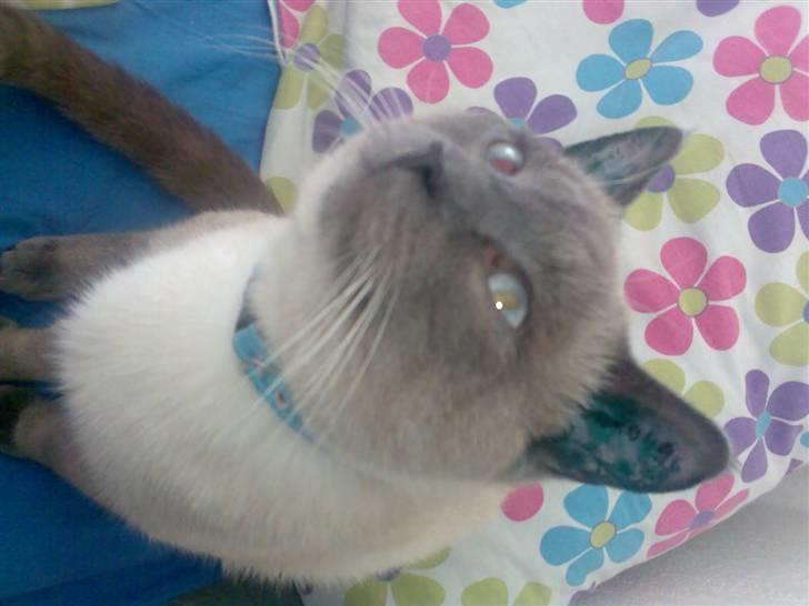 Blanding af racer robin - nøjjh loftet er jo hvidt billede 11