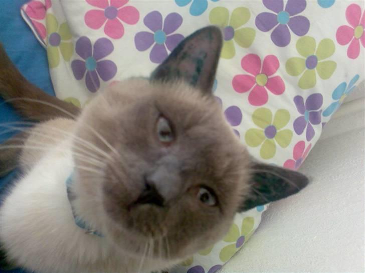 Blanding af racer robin - er det mig du kigger på mor billede 12