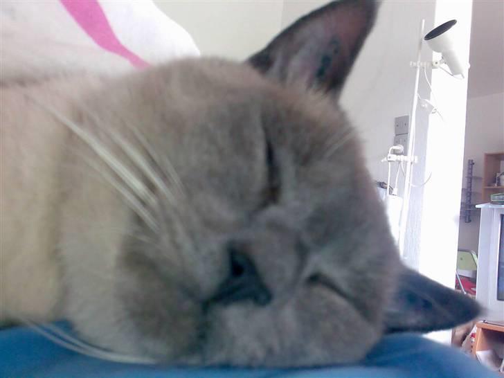 Blanding af racer robin - ja en lille "morfar" må man jo have når man er en faaarrlig jærger billede 13