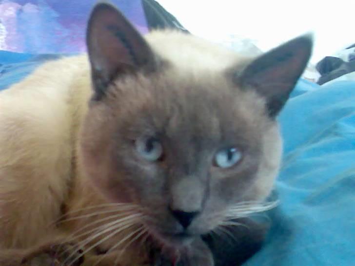 Blanding af racer robin - kan du se jeg kommer snigende billede 14