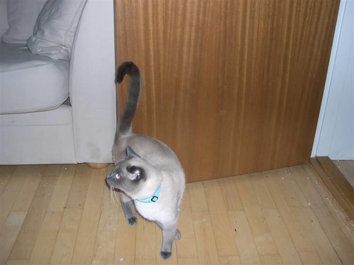 Blanding af racer robin - hvad sker der derovre?? billede 15