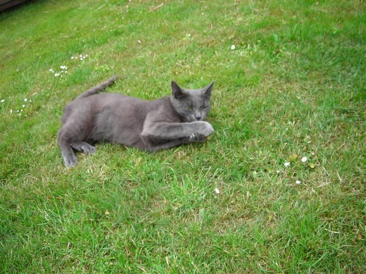 Huskat Mi  billede 14