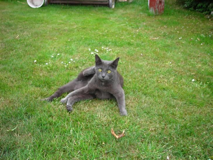 Huskat Mi  billede 15