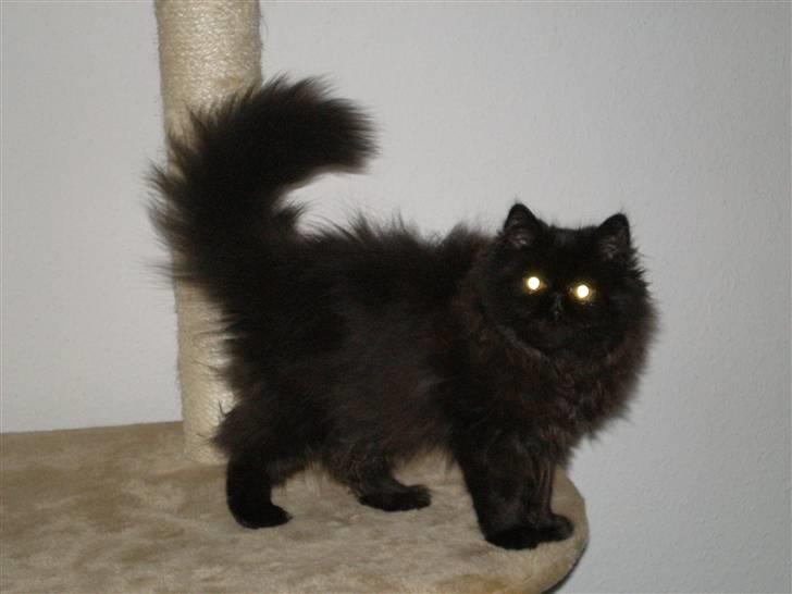 Perser Queenie billede 1