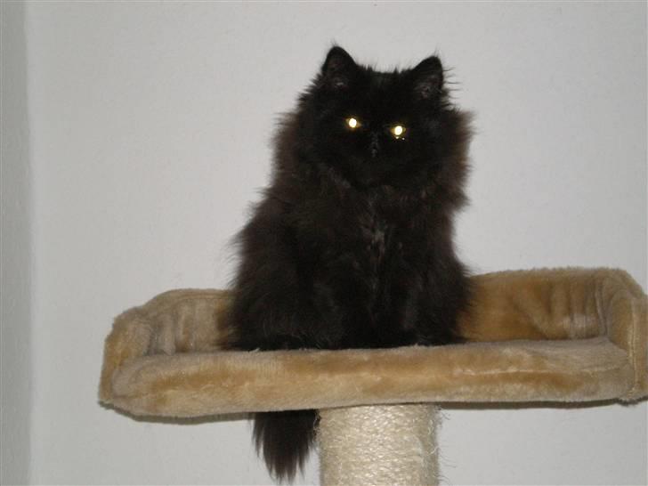 Perser Queenie billede 2