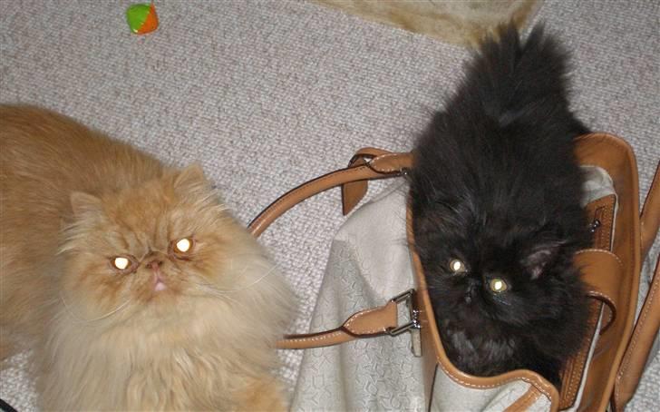 Perser Queenie billede 3