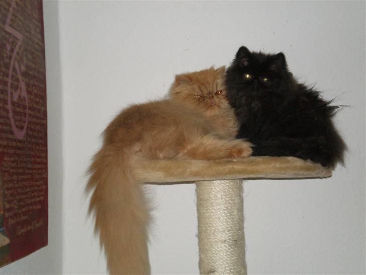 Perser Queenie billede 4