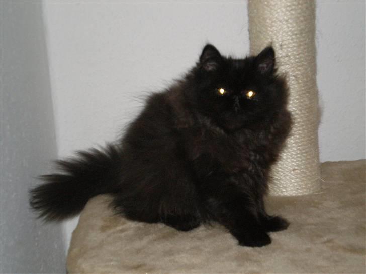 Perser Queenie billede 5