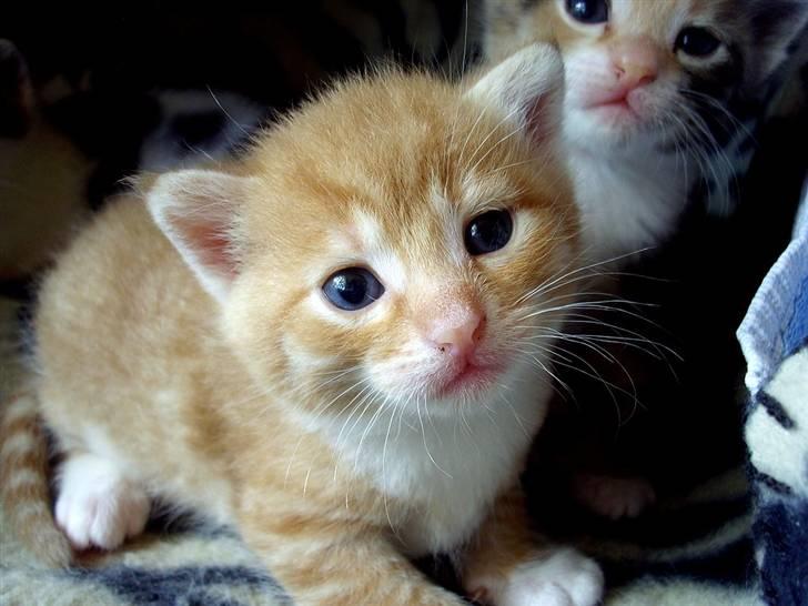 Huskat Killing 2 - Velkommen til Muddie´s anden fødte killing´s profil. Læg gerne en kommentar, inden i smutter videre. >:] billede 1