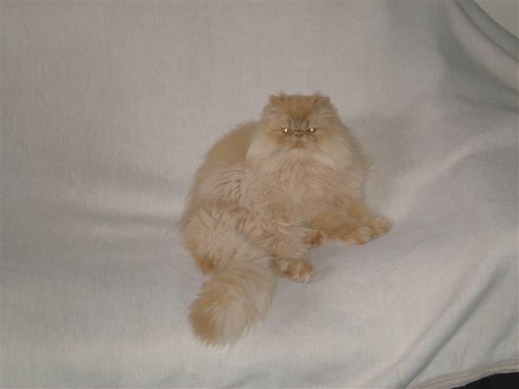 Perser Gizmoe billede 1