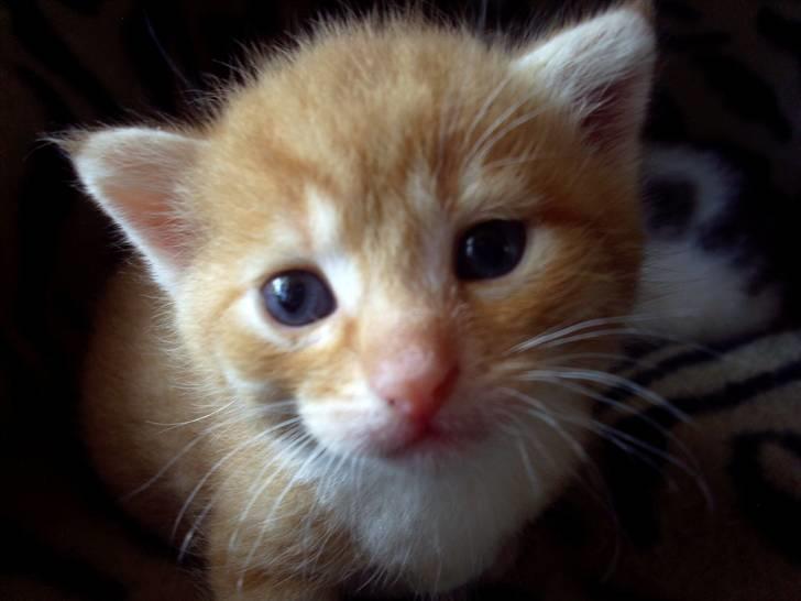 Huskat Killing 2 - Desværre lidt utydligt, men han er så skøn. billede 2