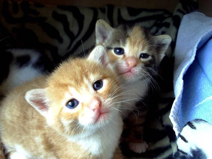 Huskat Killing 2 - Bror og søster, så fine. billede 3