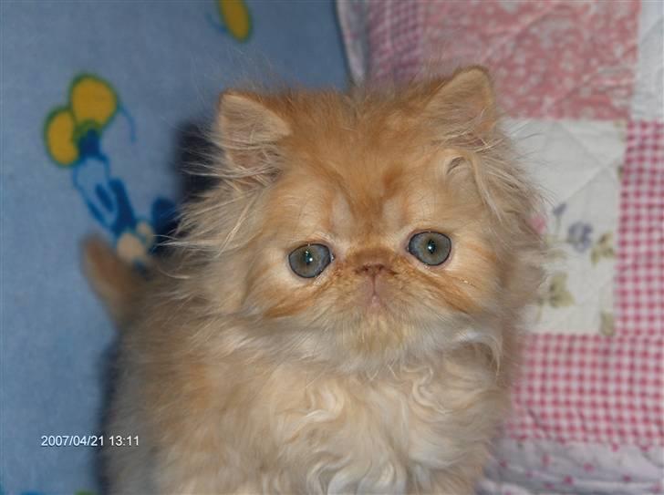 Perser Gizmoe billede 2