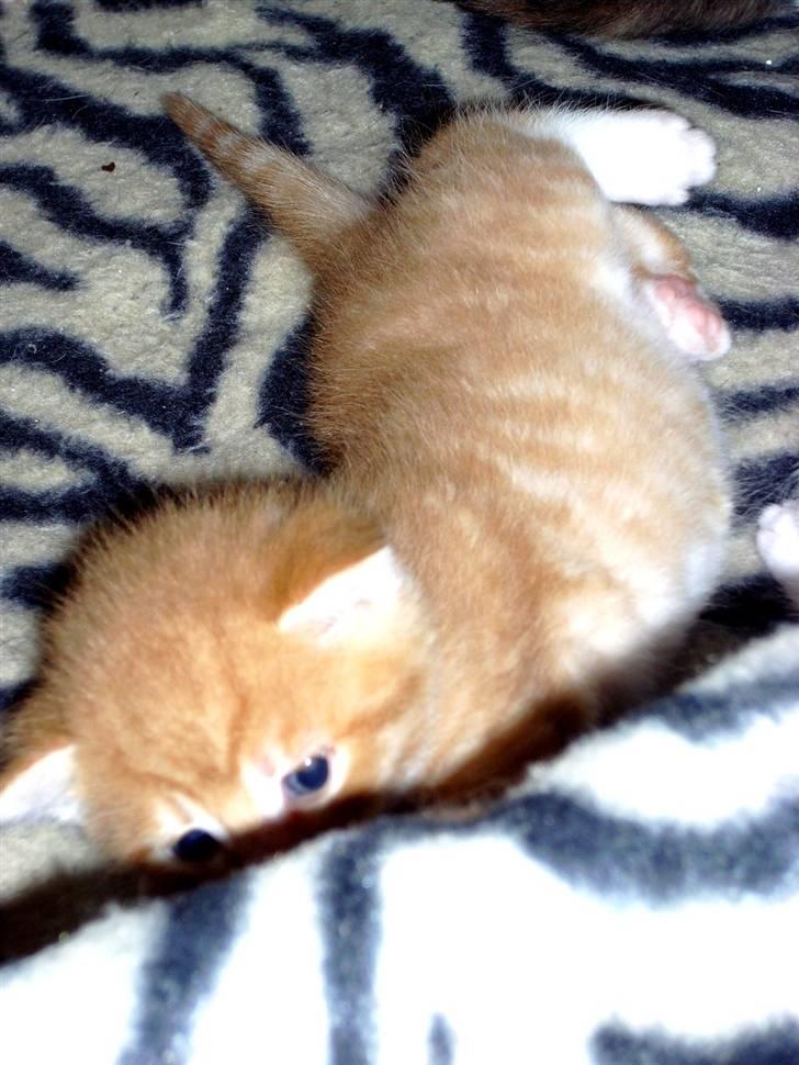 Huskat Killing 2 - I kan slet ikke se mig vel? 8] billede 4