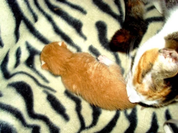 Huskat Killing 2 - Her er han ikke særlig gammel. billede 5