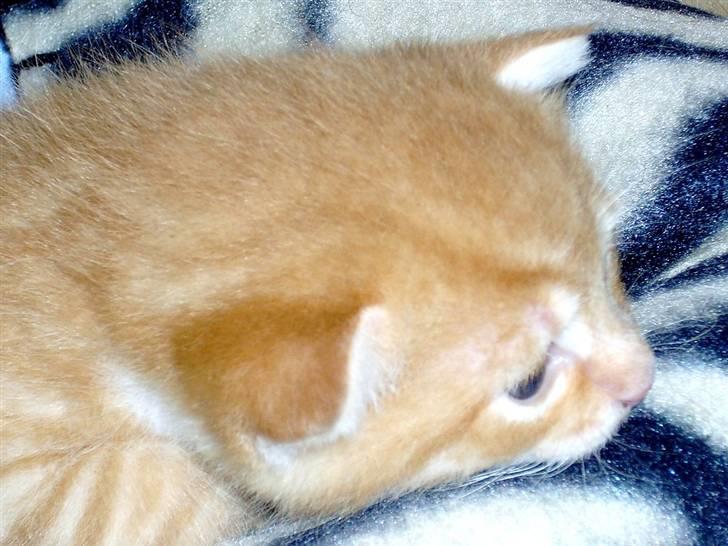 Huskat Killing 2 - Et fint nærbillede. billede 6