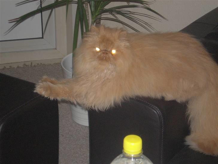 Perser Gizmoe billede 3