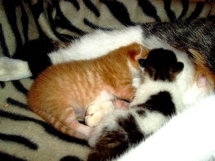 Huskat Killing 2 - Slapper af med brormand. billede 7