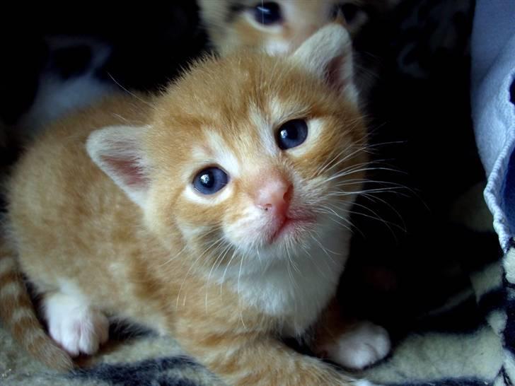 Huskat Killing 2 - Han er så fin den lille fyr. billede 8