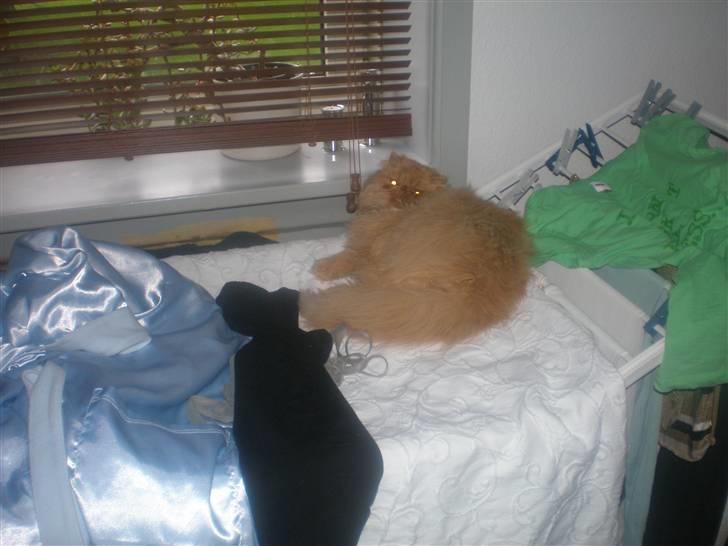 Perser Gizmoe billede 4