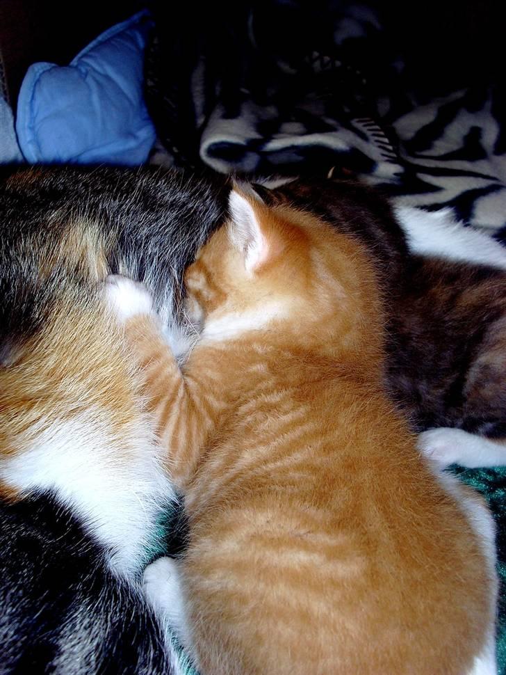 Huskat Killing 2 - Patter her med søster. billede 9