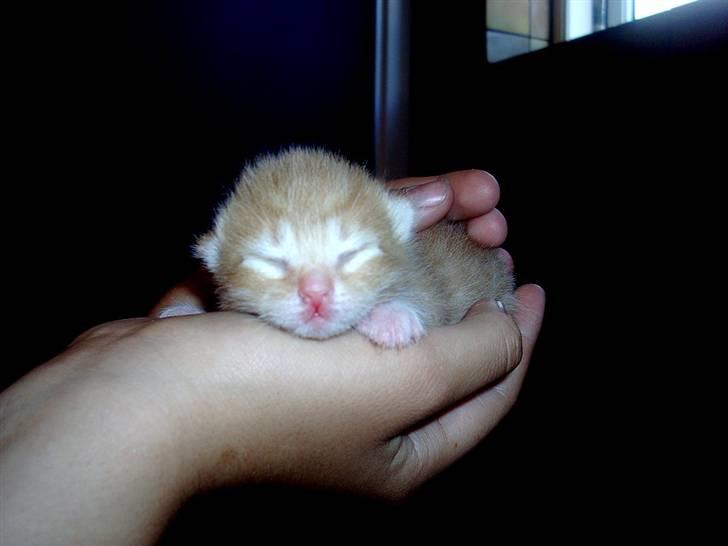 Huskat Killing 2 - Her som en helt lille killing. billede 10