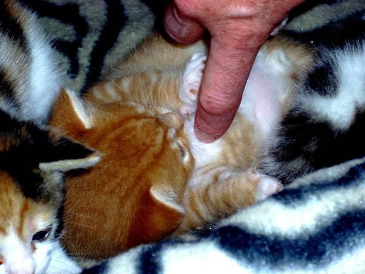 Huskat Killing 2 - Hvad skal den finger på min mave? billede 11