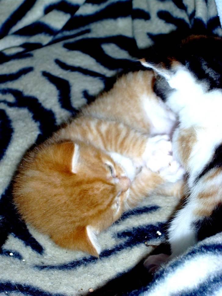 Huskat Killing 2 - Leger med søster. billede 12