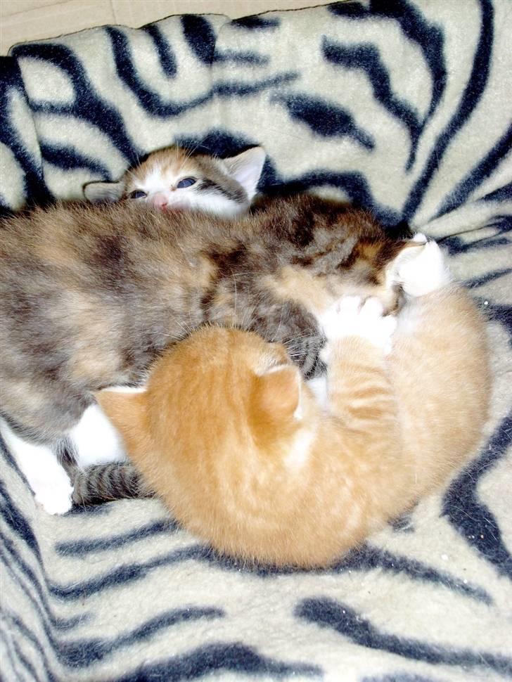 Huskat Killing 2 - Leger med begge sine søstre. billede 13