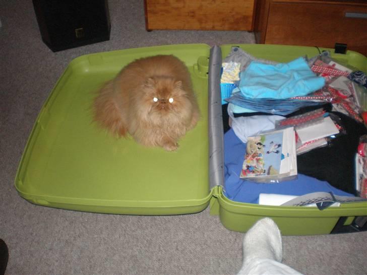 Perser Gizmoe billede 5