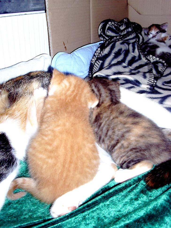 Huskat Killing 2 - To propper der patter. :) billede 14