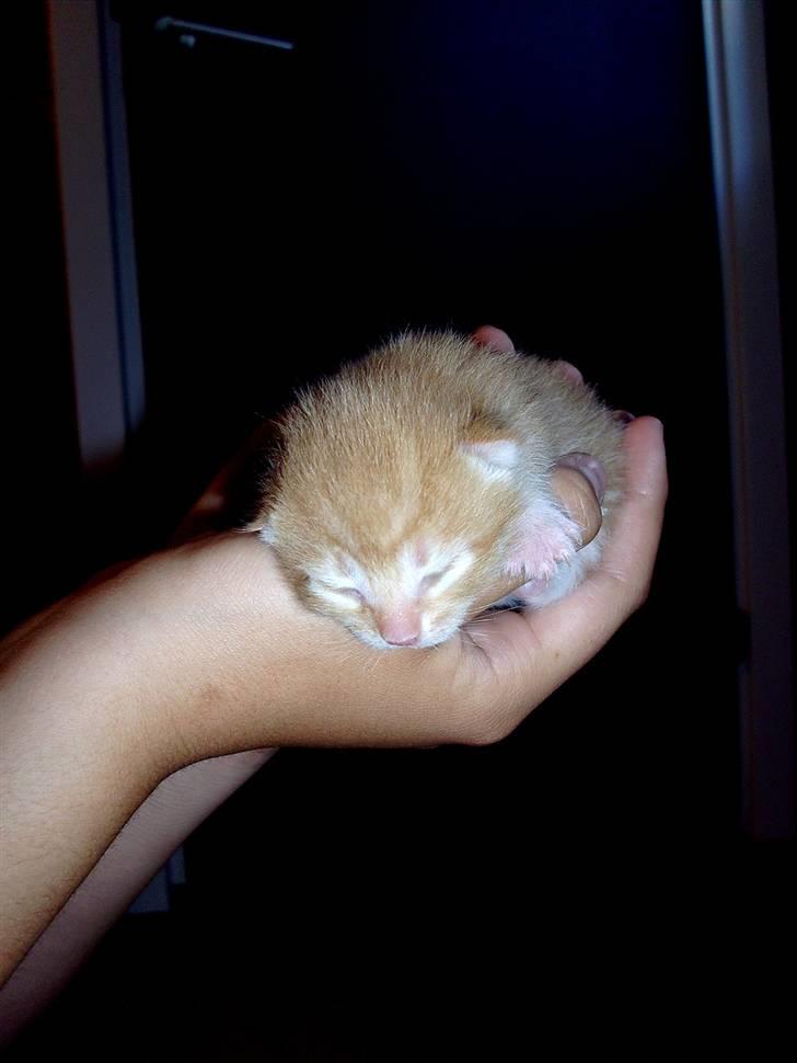 Huskat Killing 2 - Smukke lille fyr. billede 15