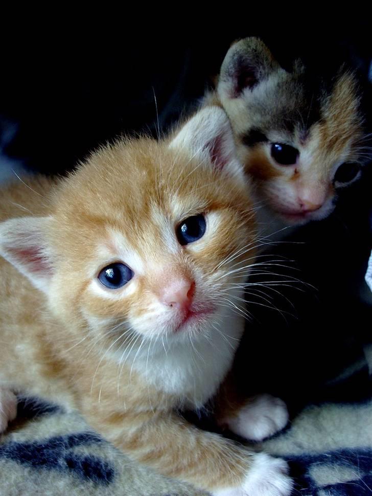 Huskat Killing 2 - Bror og søster igen. billede 16