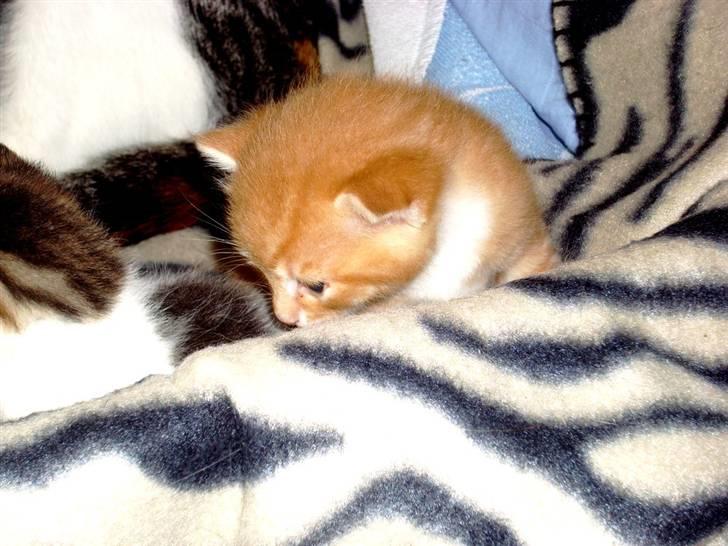 Huskat Killing 2 - Her sidder han ligeså fint i den gamle ´føde´kasse. billede 17