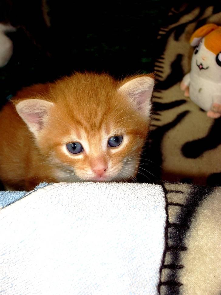 Huskat Killing 2 - Hej med dig. billede 18