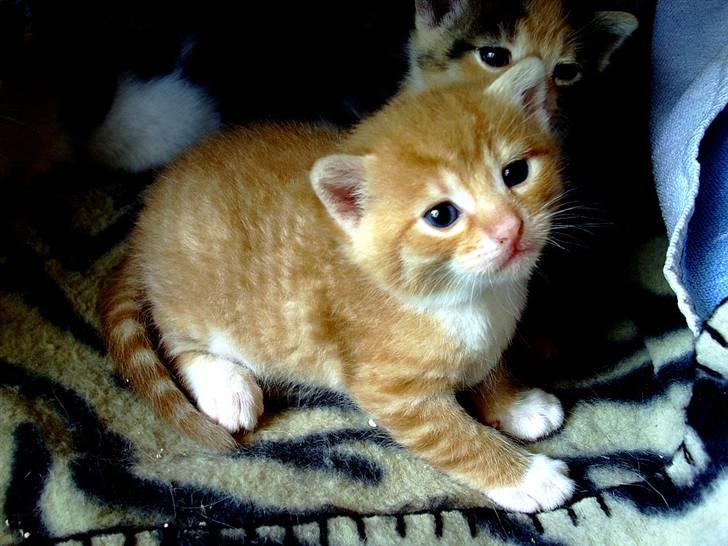 Huskat Killing 2 - Han sidder så fint. billede 19