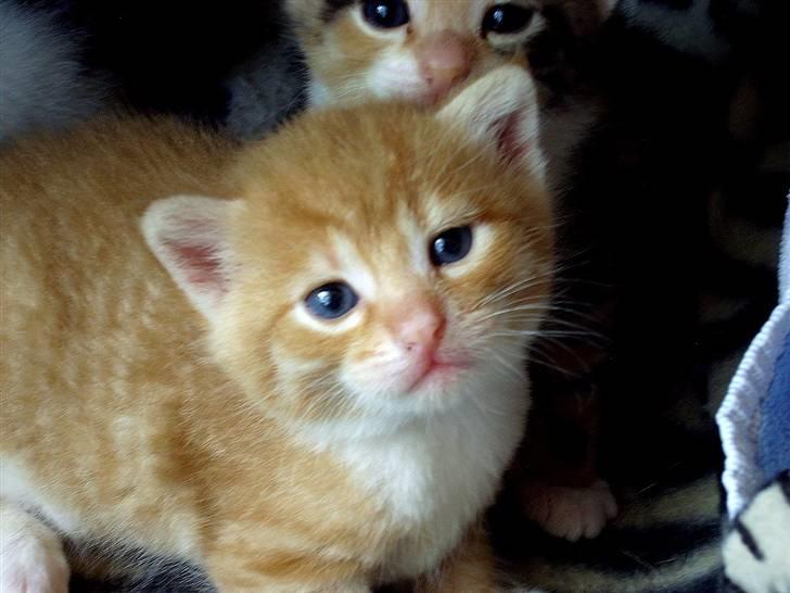 Huskat Killing 2 - Håber du nød billederne - vi ses måske. >;] billede 20