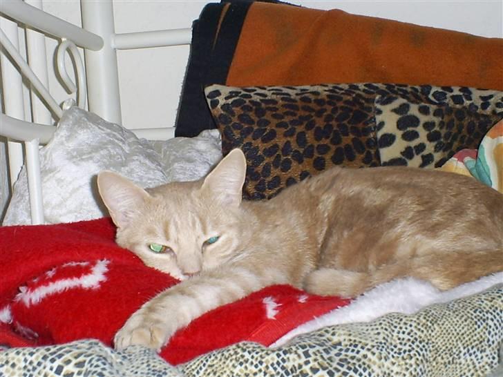 Blanding af racer Bailey ... RIP. 2010 billede 3